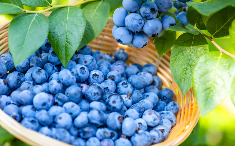 ブルーベリー観光農園 BB Farm 1